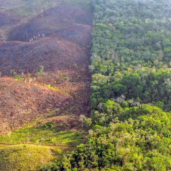 rainforest destruction in guatemala