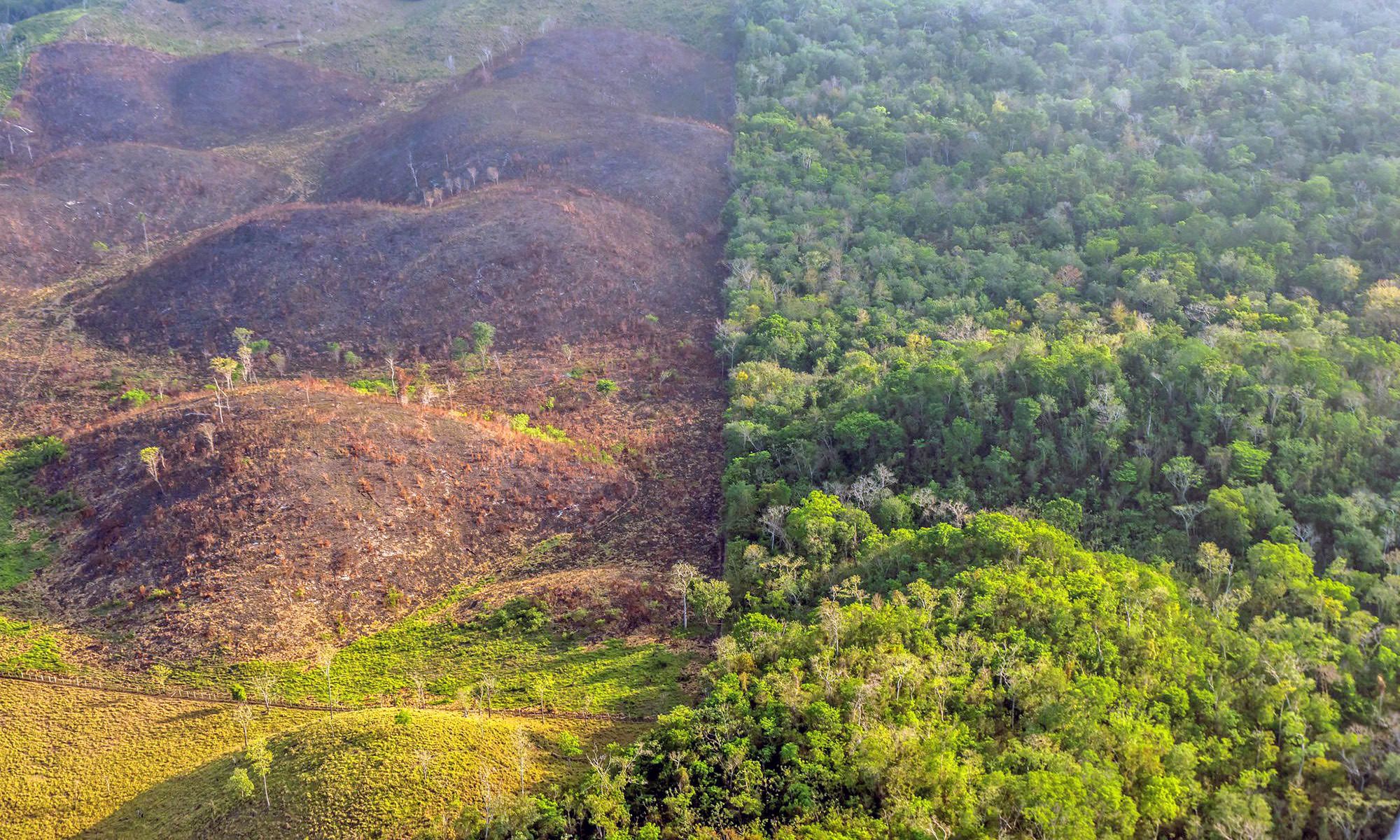 Our 360 Approach to Stopping Rainforest Destruction