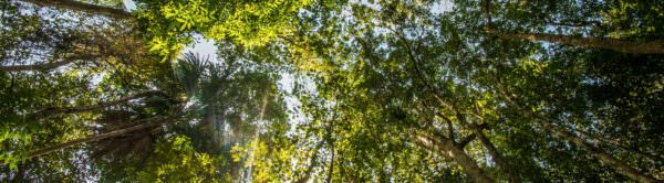 Looking up into the forest canopy - header