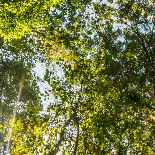 Looking up into the forest canopy - header