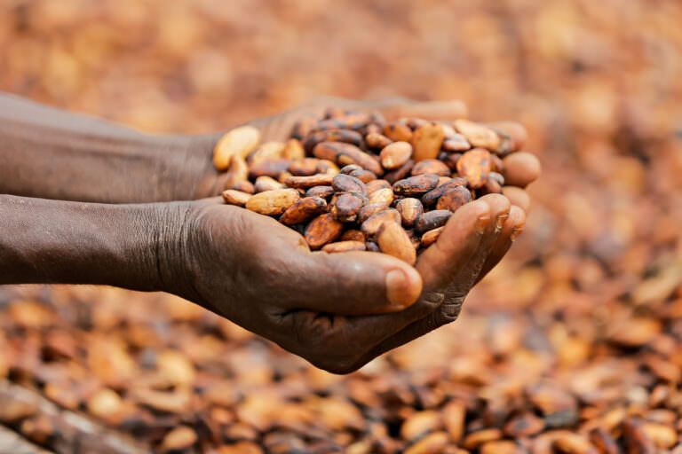 Hands holding cocoa beans