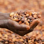 Le Fonds Africain pour le Cacao: Appel à Candidatures et Q&A