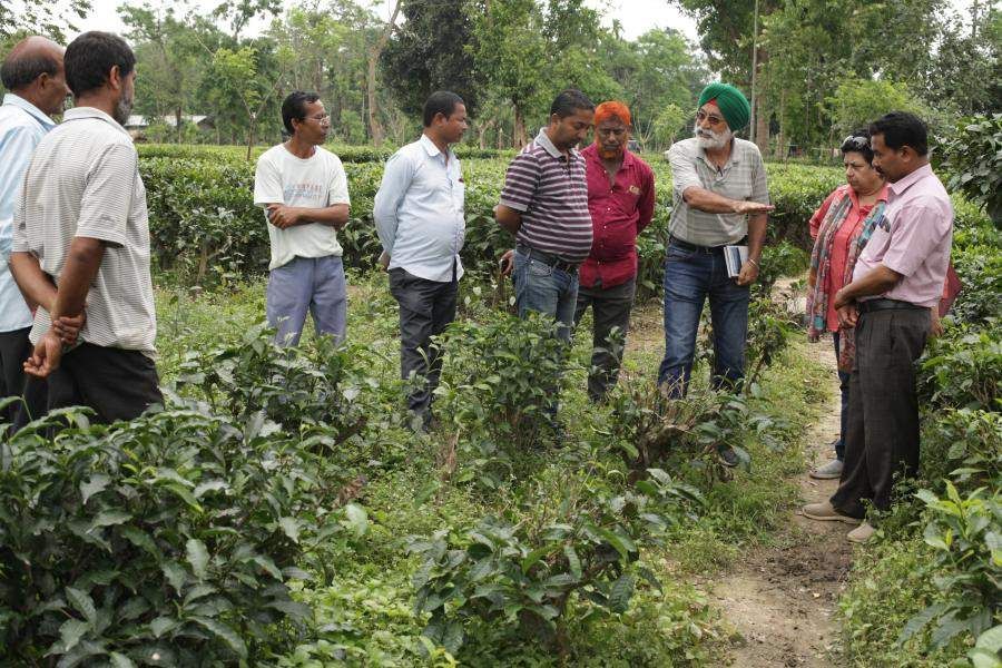 Harki Sidhu in tea field