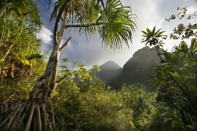 Hawaiian forest