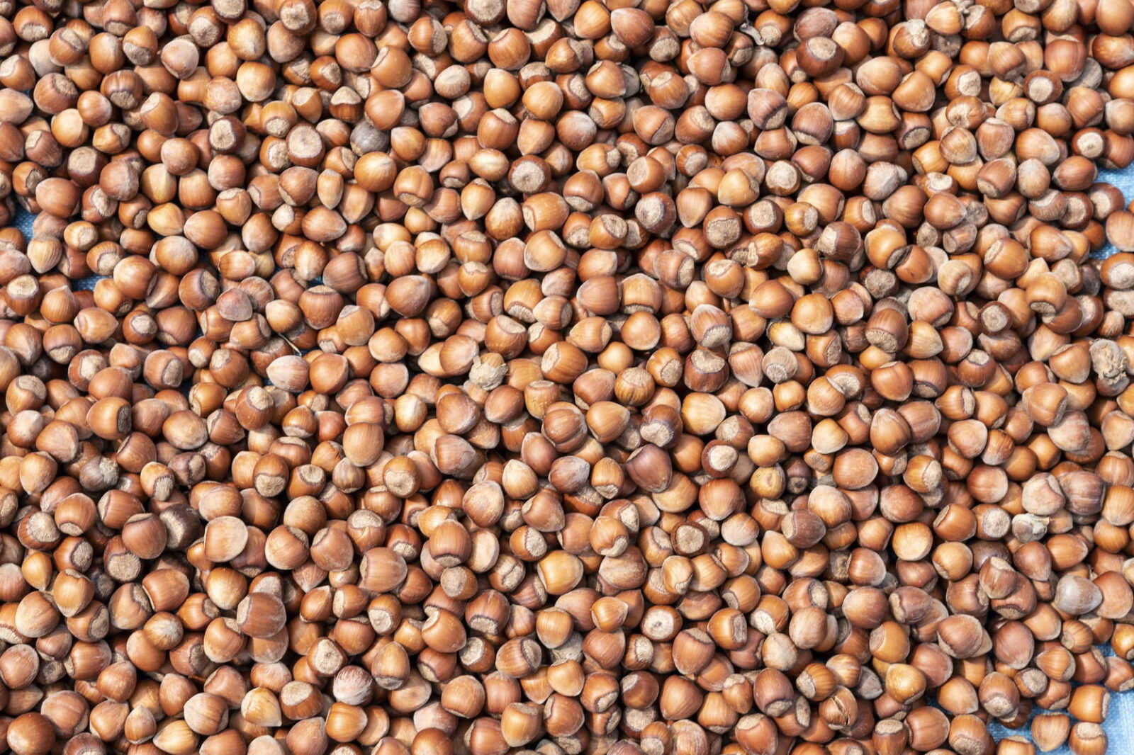 Addressing Child Labor on Hazelnut Farms in Turkey Rainforest Alliance