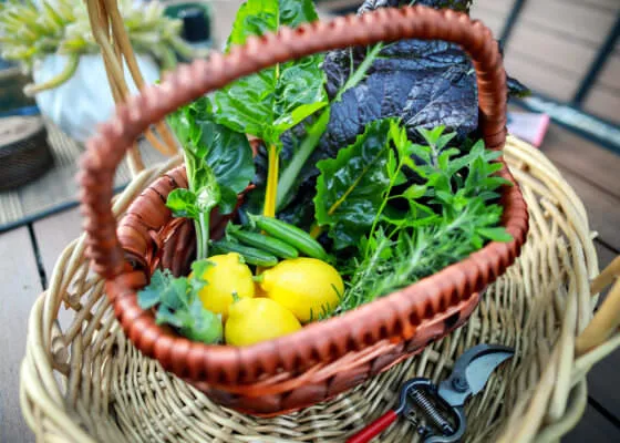 basket of vegetables
