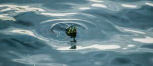 swimming turtle - header