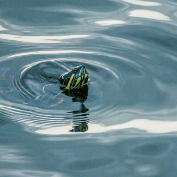 swimming turtle - header