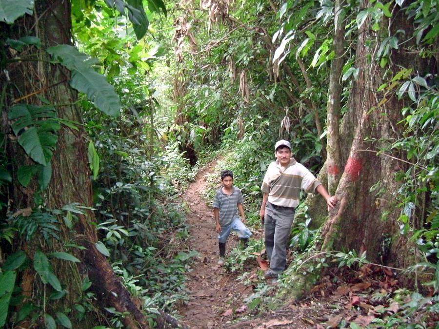Sustainable Forestry in Honduras Rainforest Alliance