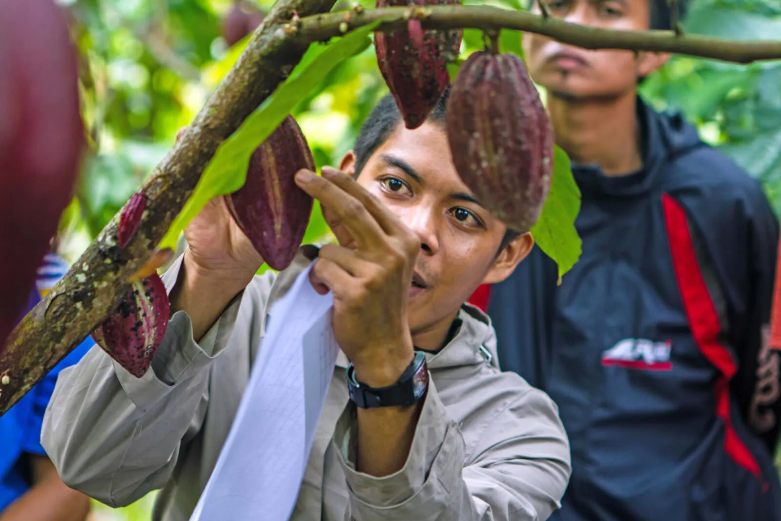 indonesia-cocoa-header.jpg