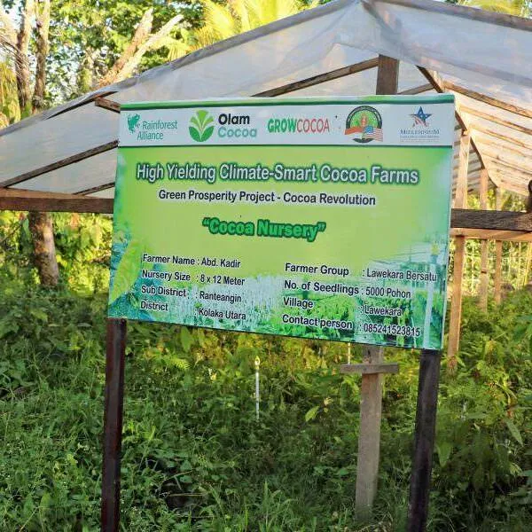Indonesia cocoa seedling nursery