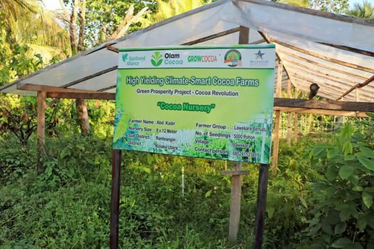 Indonesia cocoa seedling nursery