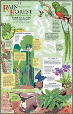 Inside the rainforest canopy