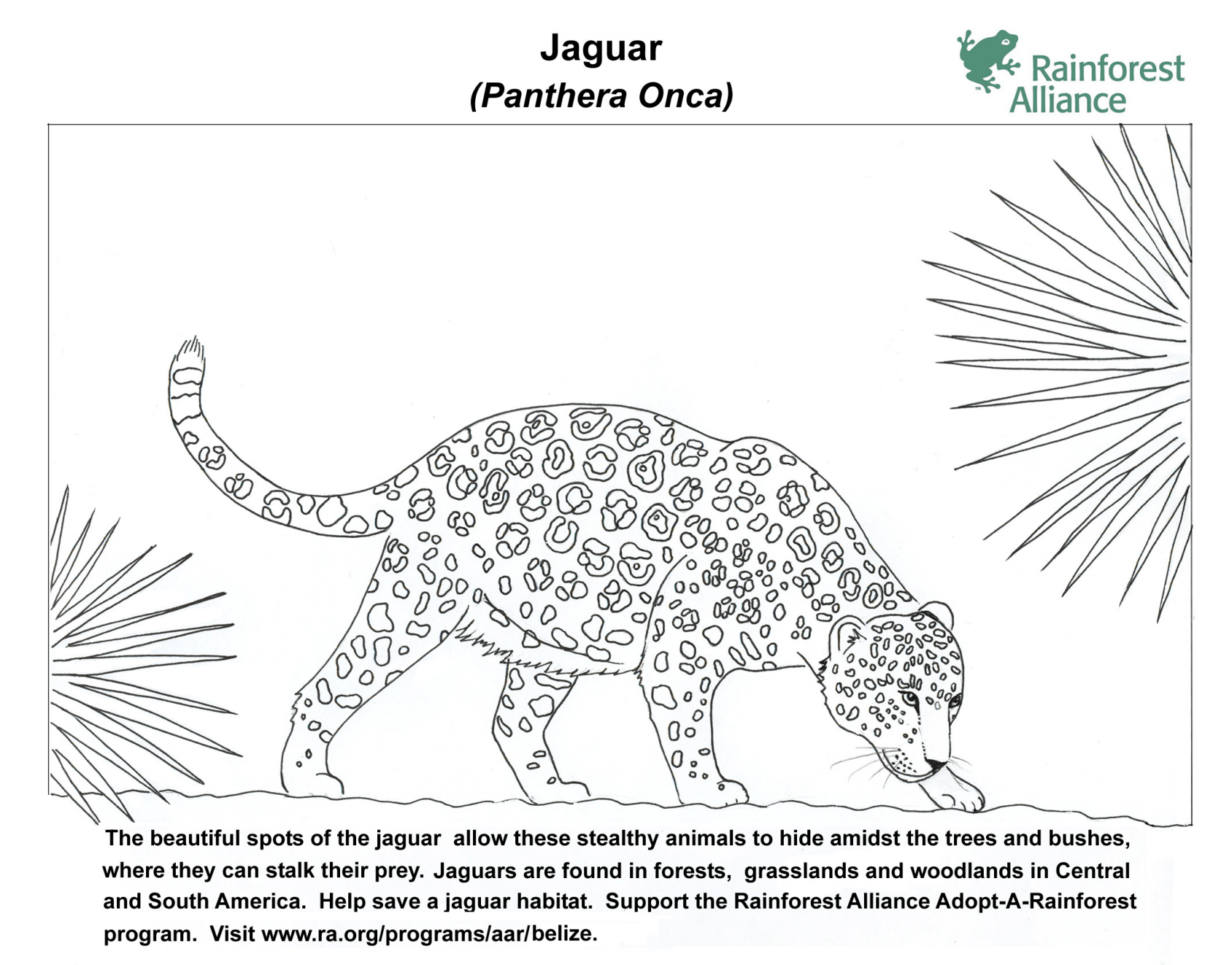 Jaguar Coloring Page   Rainforest Alliance