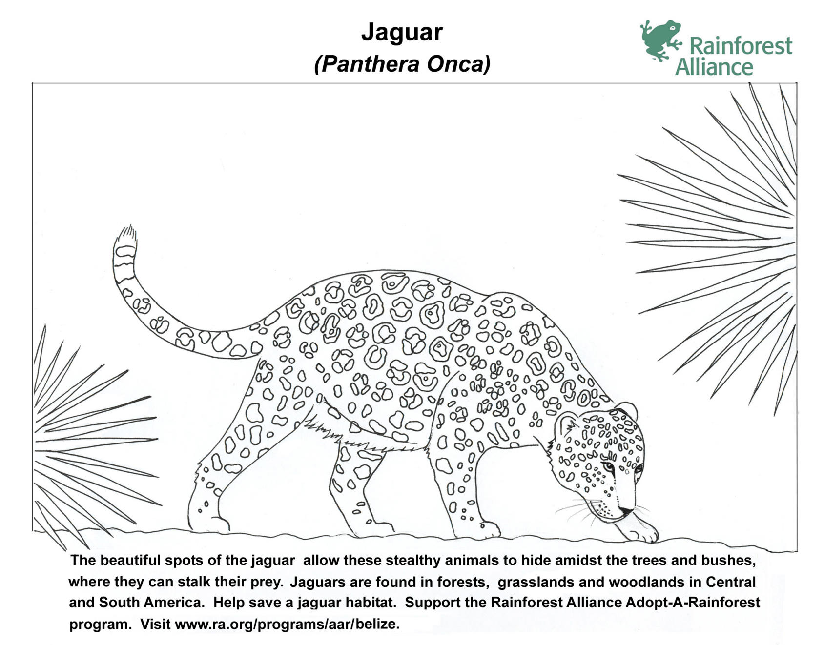 91 Collection Jaguar Animal Coloring Pages  Latest HD