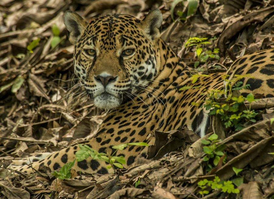 The jaguar  is one of many fascinating rainforest animals