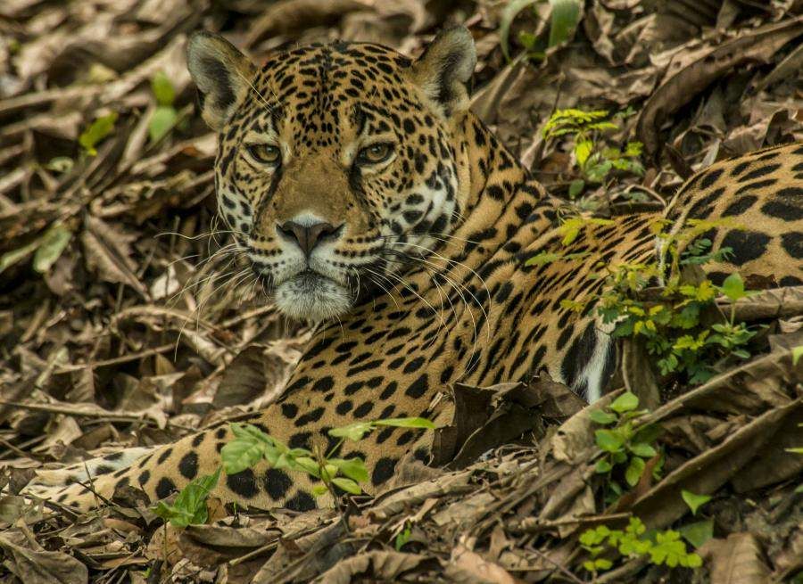 The jaguar is a rainforest animal. Conserving habitat is a central part of the Rainforest Alliance mission.