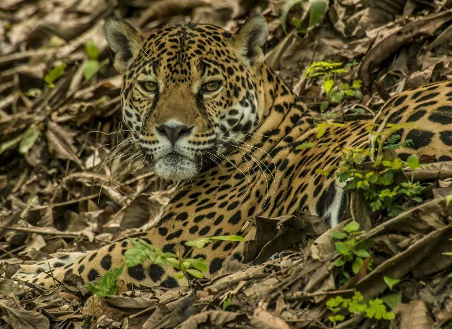 The jaguar is a rainforest animal. Conserving habitat is a central part of the Rainforest Alliance mission.
