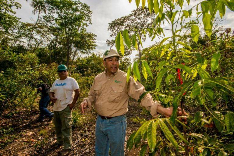 Jose Roman, Carrera forests
