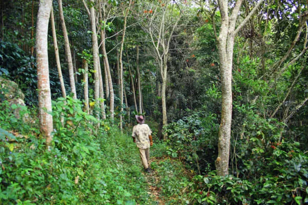 Juan Jimenez on his coffee farm in Peru