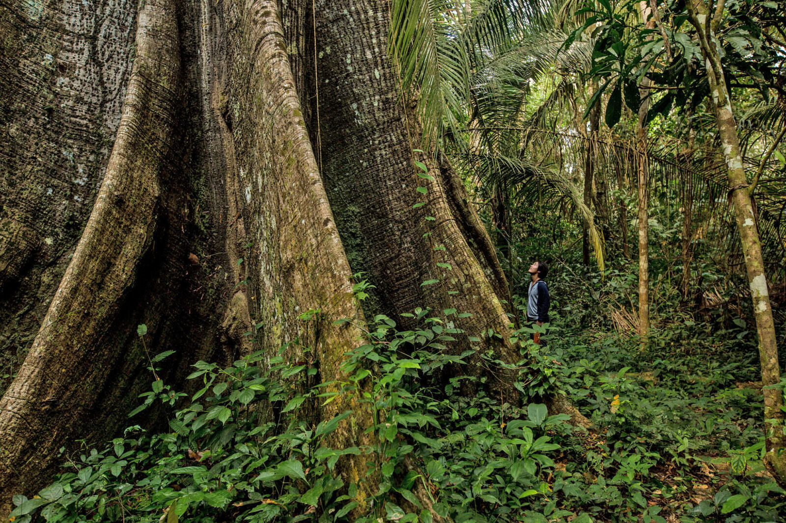 The Rainforest Alliance's Work in Peru Rainforest Alliance
