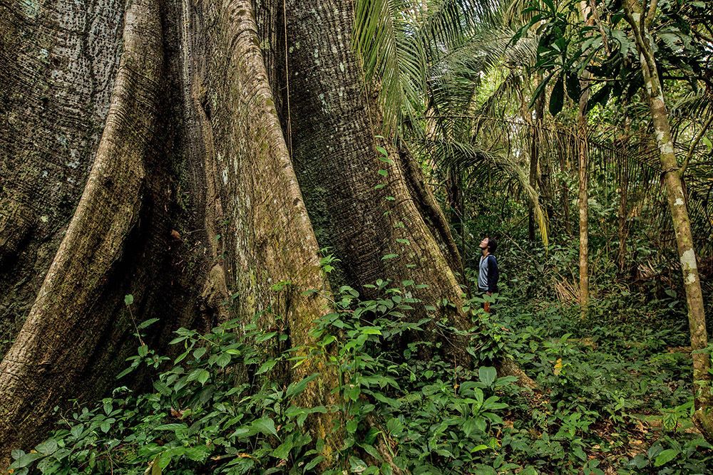 The Rainforest Alliance's Work in Peru Rainforest Alliance