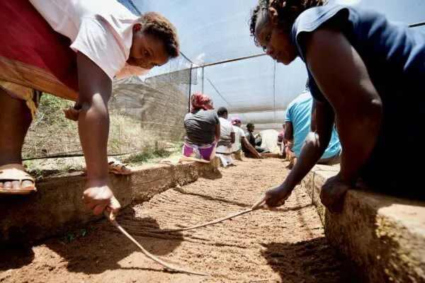 Kenya coffee farm