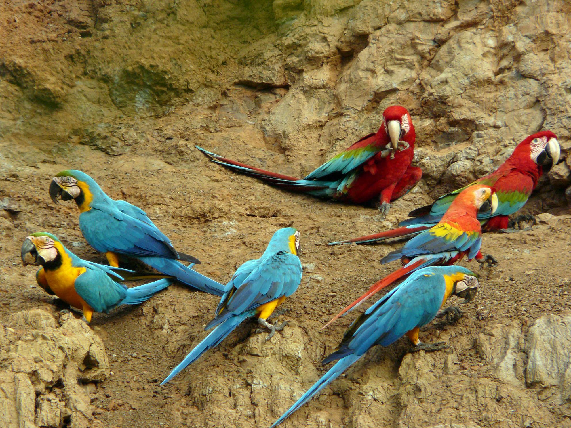 Amazon Rainforest Deforestation Animals