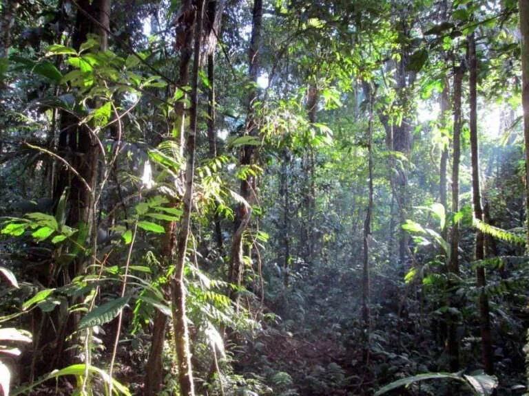 madre de dios forest