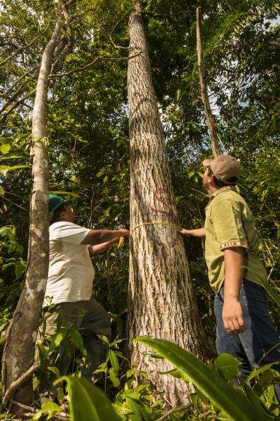 Mahogany “mother” tree in the Carmelita forest concession