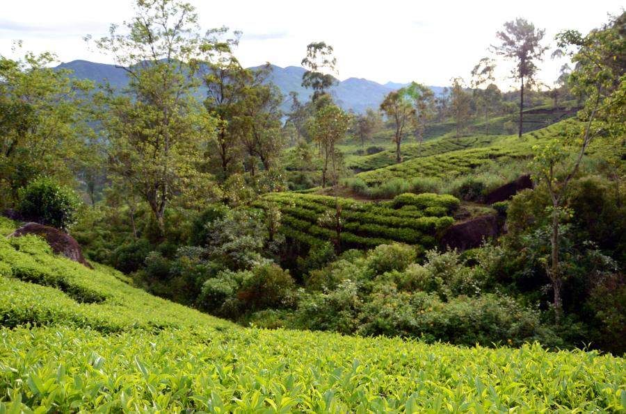 Norwood tea estate