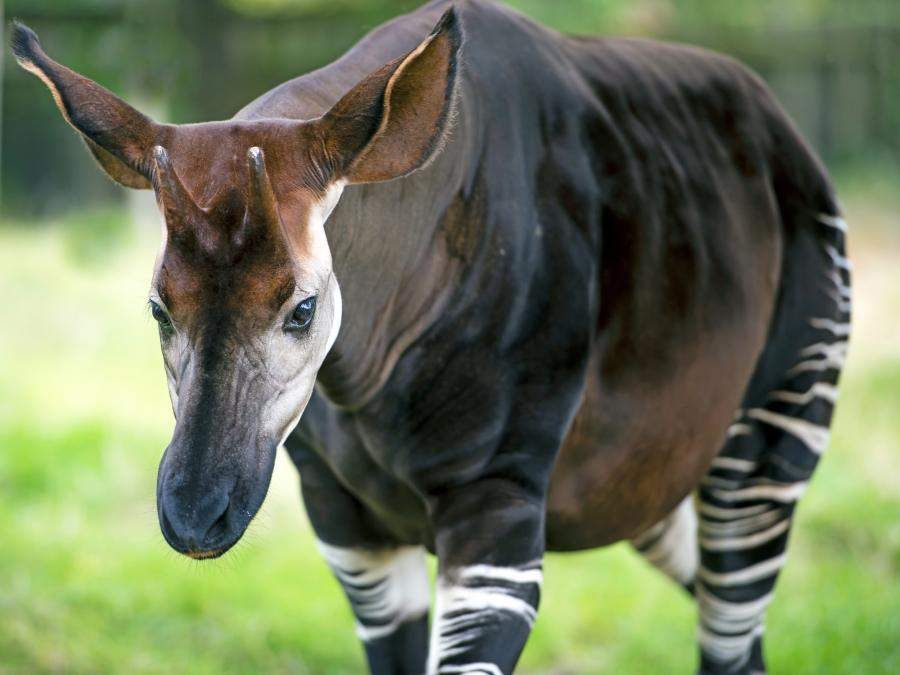 The okapi  is one of many fascinating rainforest animals