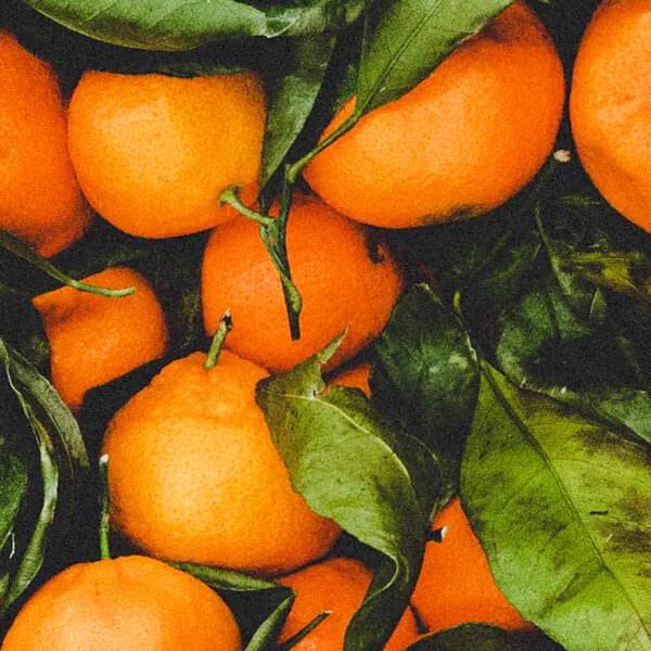 oranges - header