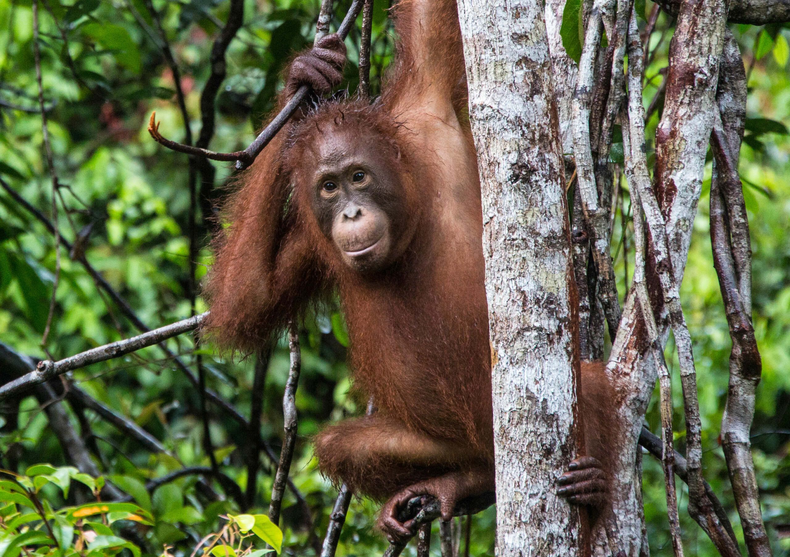Extinct Rainforest Animals