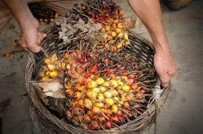 Palm oil fruits