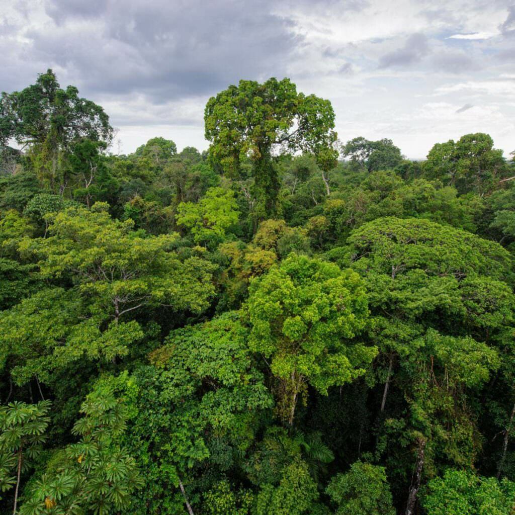 Peruvian Amazon rainforest in Tambopata reserve