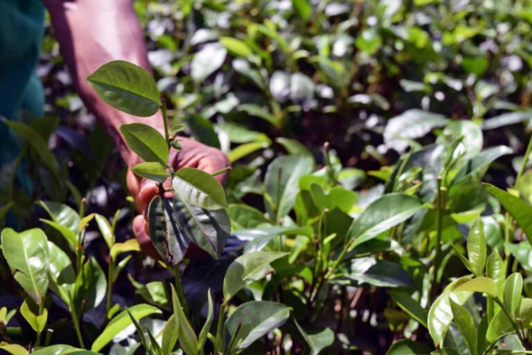 picking tea leaves