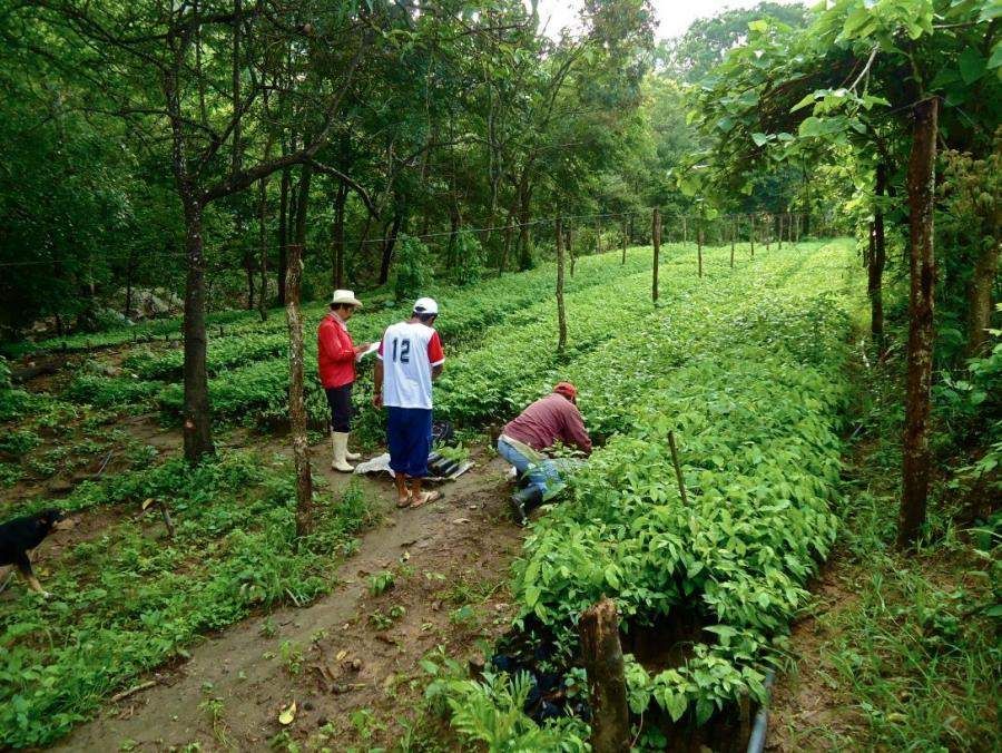 Vivero Fraylesca, a plant nursery in Chiapas