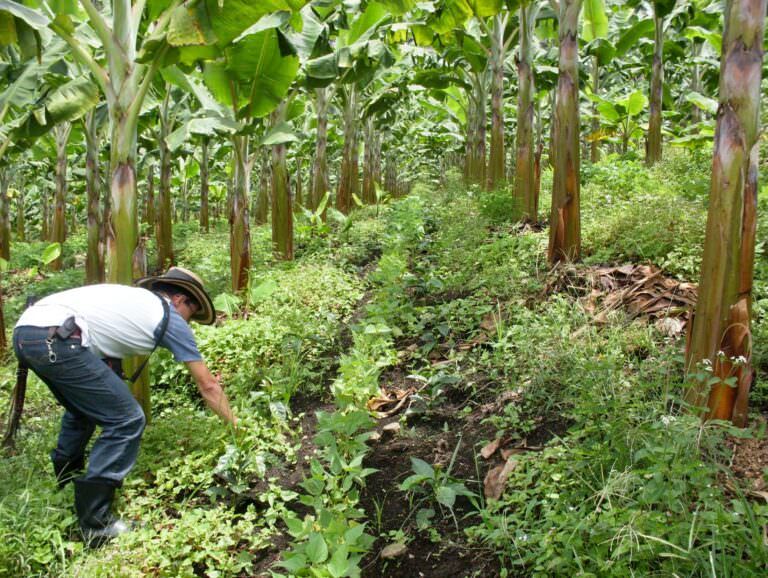 planting shade trees coffee