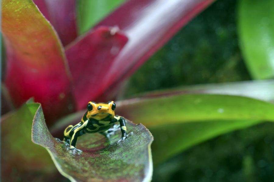 The poison dart frog is one of many fascinating rainforest animals