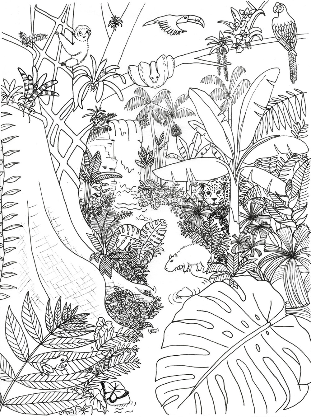 Rainforest Coloring Pages Printable