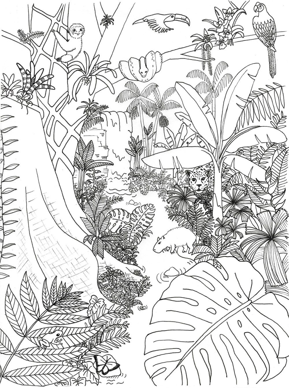 Rain Forest Coloring Pages