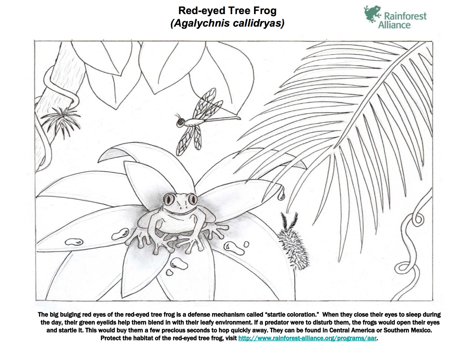 Resource items Archive | Page 56 of 61 | Rainforest Alliance