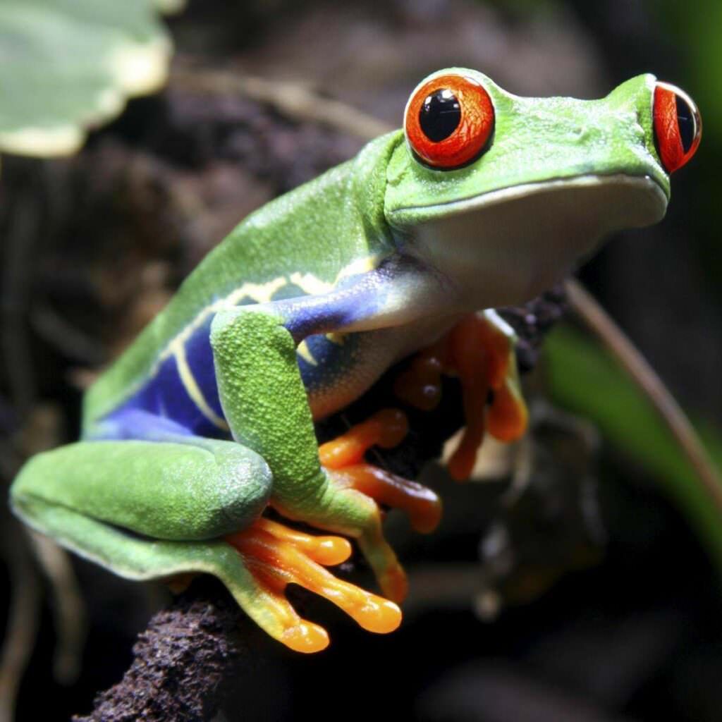 Red-eyed tree frog