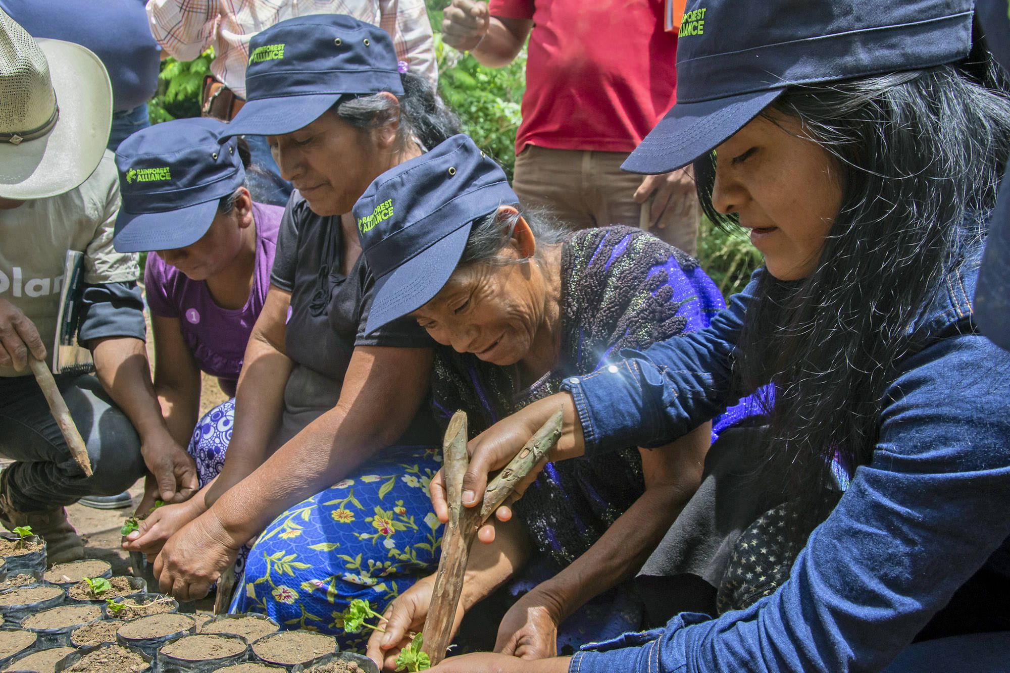 The Rainforest Alliance has fostered several reforestation projects in Mexico