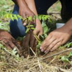 PERGUNTAS FREQUENTES Qual a Diferença entre a Certificação Rainforest Alliance e a Fairtrade?