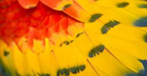 scarlet macaw feathers - full