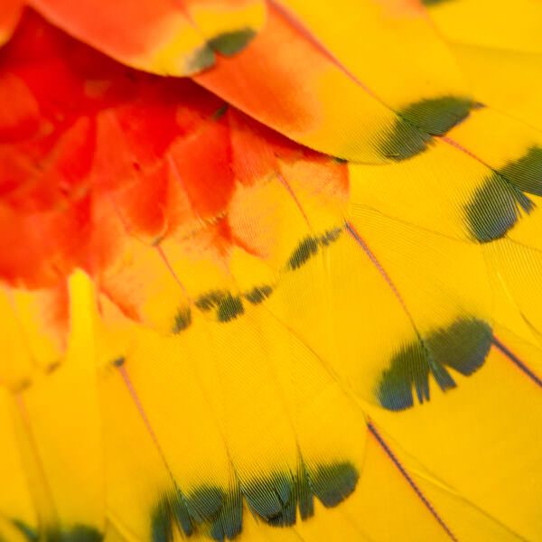 scarlet macaw feathers - the macaw is one of many fascinating rainforest animals