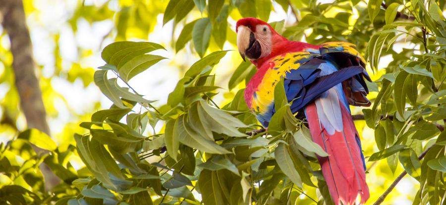 The scarlet macaw is one of many fascinating rainforest animals