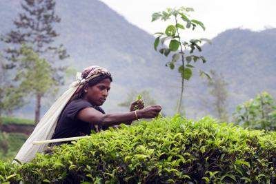 Tea plucker on a Rainforest Alliance Certified tea farm in Sri Lanka